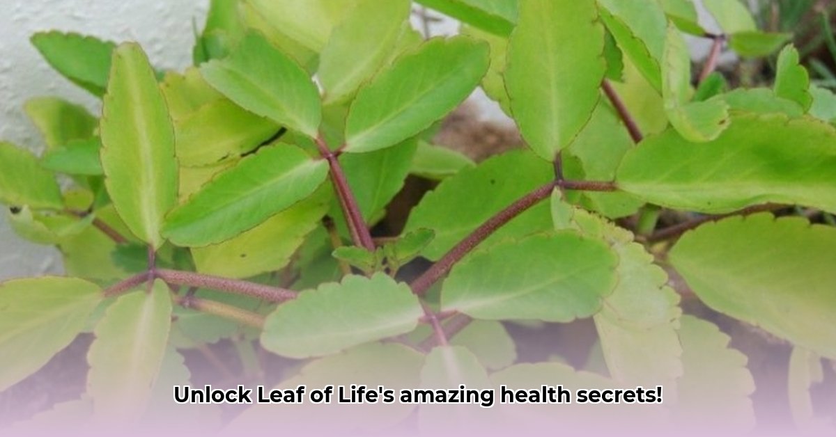 benefits-of-leaf-of-life-plant